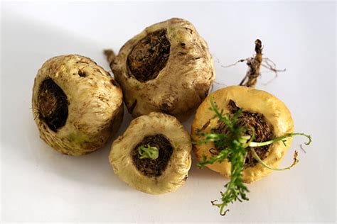 maca root for the butt|Maca Root for Curves, Hips & Buttocks Growth .
